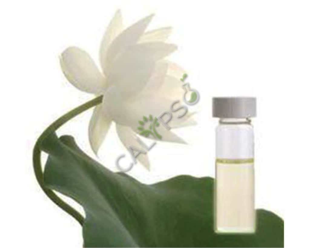 Koop 100% pure witte lotus absolute olie